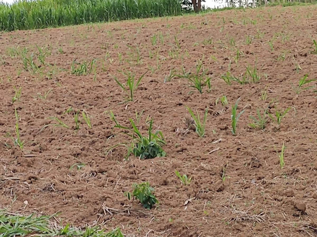 Fazenda, Zona Rural, 4 Quartos, 2 Vagas