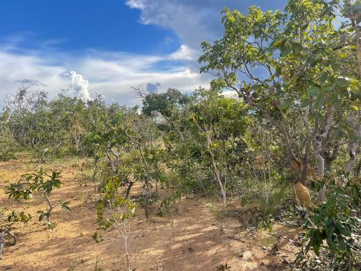 Lote, São Jose de Almeida, 0 Quarto, 0 Vaga