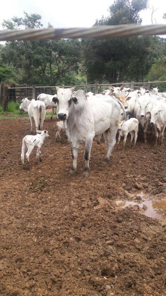 Fazenda, Centro, 1 Quarto, 1 Vaga, 1 Suíte
