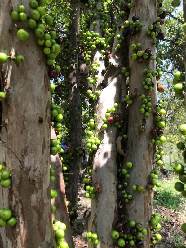 Lote, Bandeirinhas, 3 Quartos, 10 Vagas