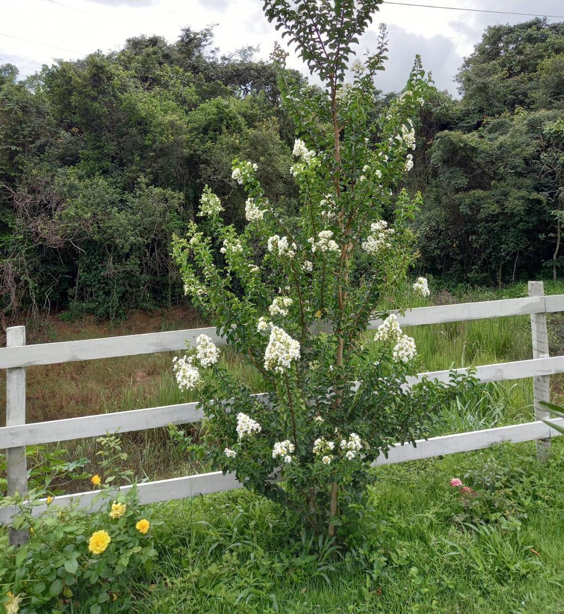 Fazenda, Centro, 1 Quarto, 0 Vaga