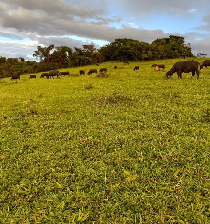 Fazenda, Centro, 3 Quartos, 0 Vaga