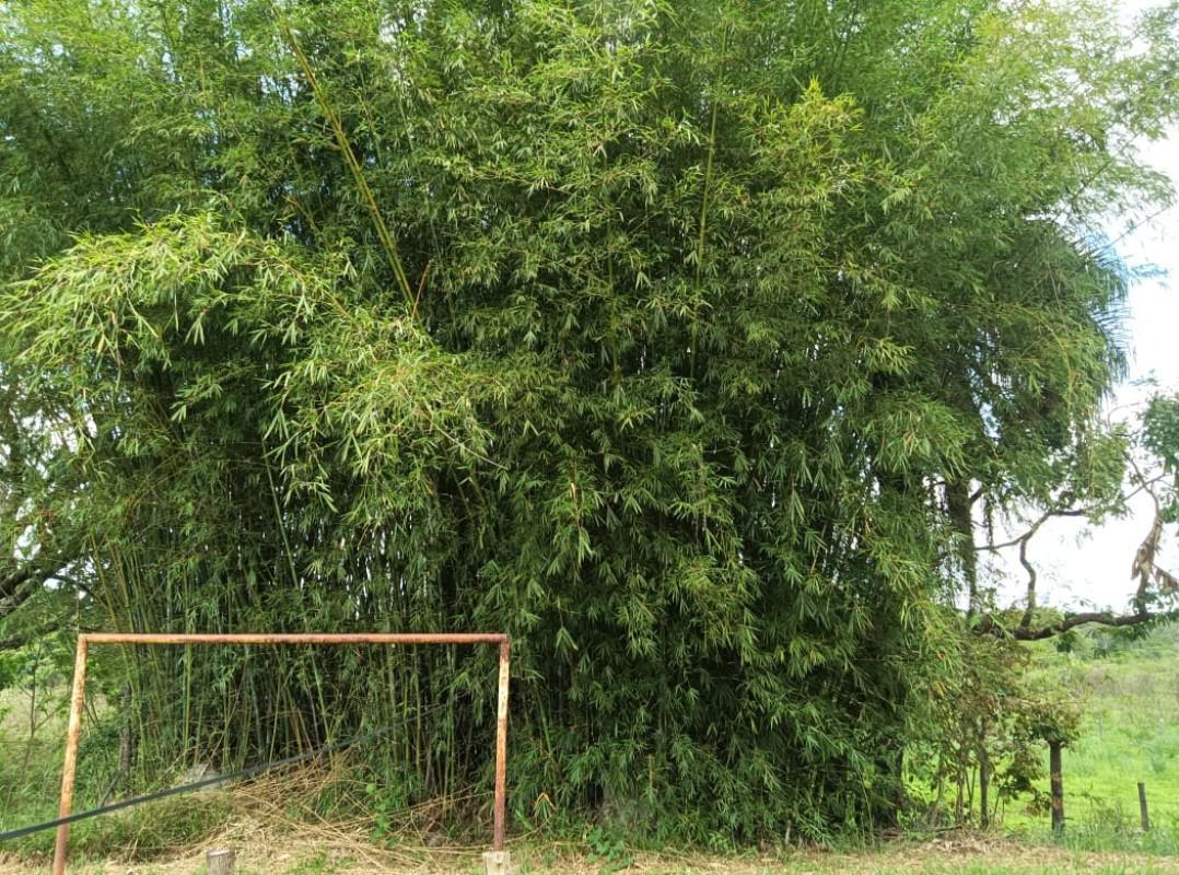 Fazenda, Cidade Jardim, 3 Quartos, 2 Vagas