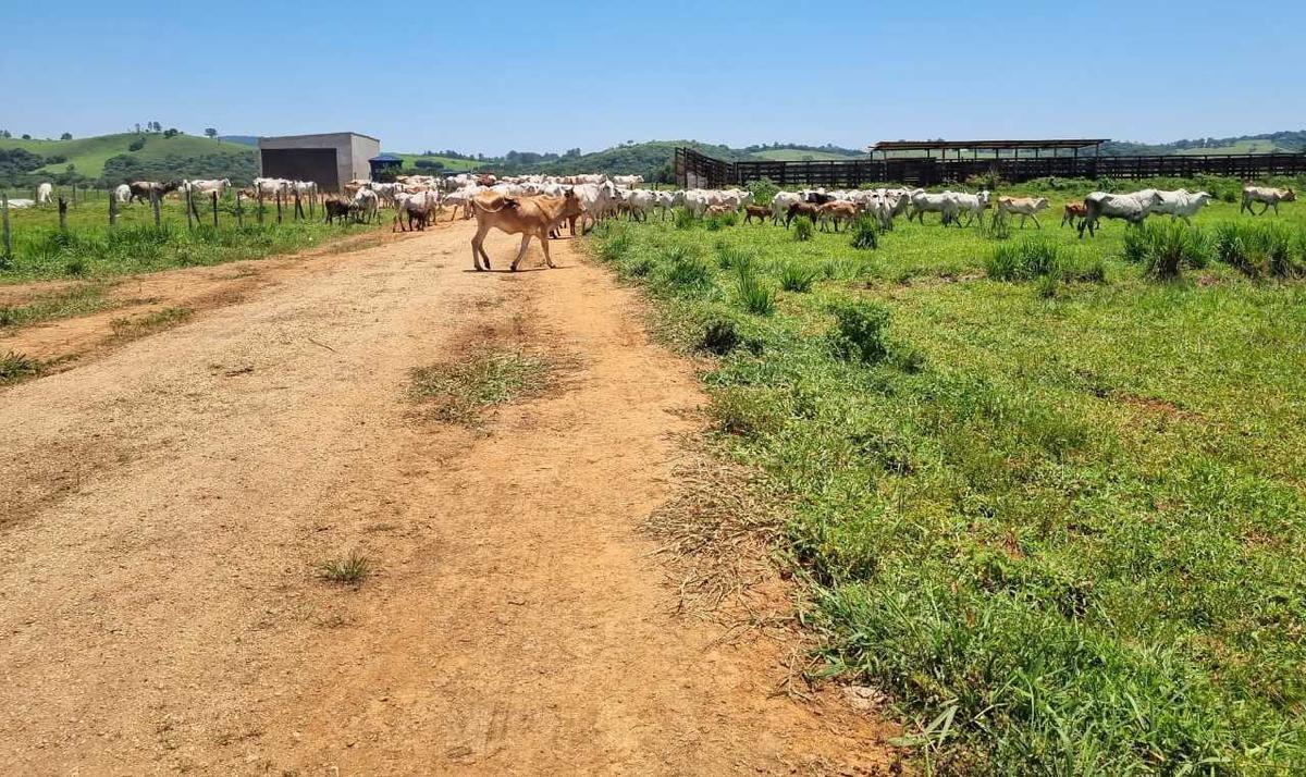 Fazenda, Centro, 0 Quarto, 0 Vaga