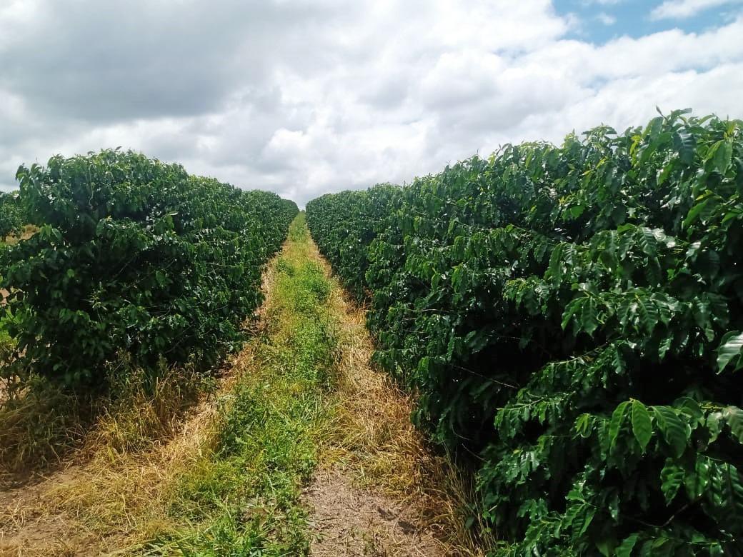 Fazenda, Zona Rural, 0 Quarto, 0 Vaga