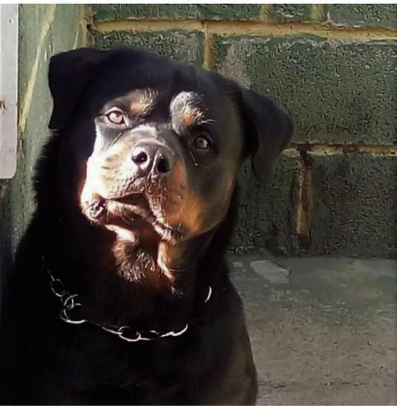 Filhotes Rottweiler Cabeça Touro