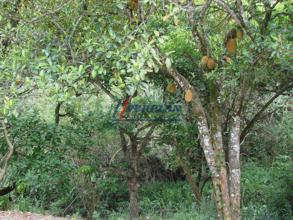 Rural, Vianópolis, 3 Quartos, 6 Vagas