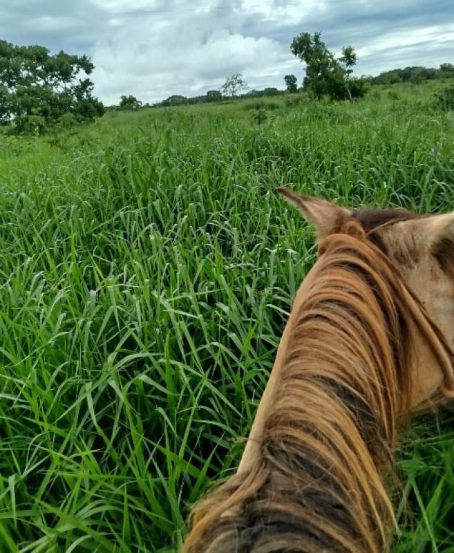 Fazenda, Zona Rural, 0 Quarto, 0 Vaga