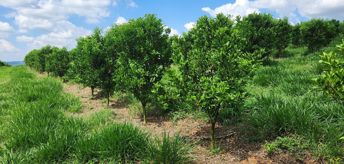 Fazenda, Zona Rural, 3 Quartos, 2 Vagas, 1 Suíte