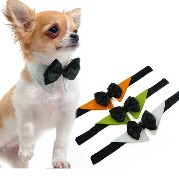 Curso Laço Para Pet