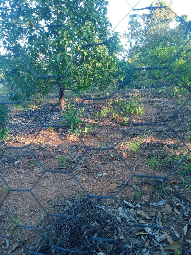 Lote, Zona Rural, 0 Quarto, 0 Vaga