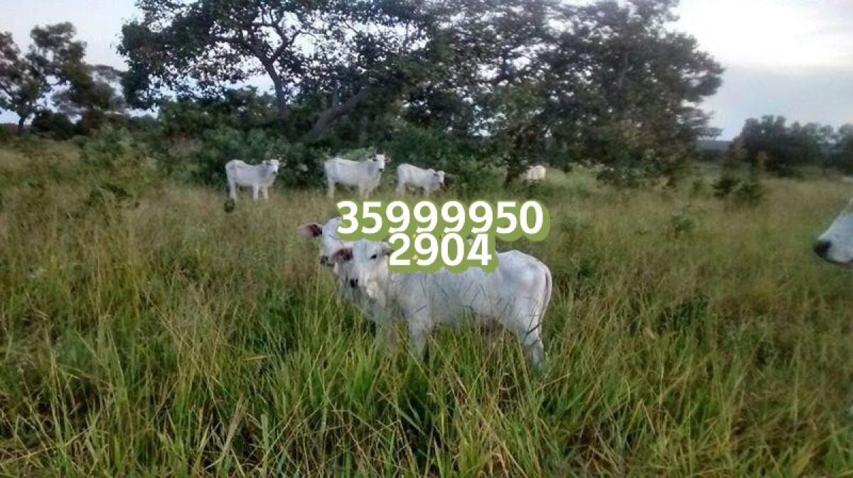 Fazenda, Zona Rural, 0 Quarto, 0 Vaga
