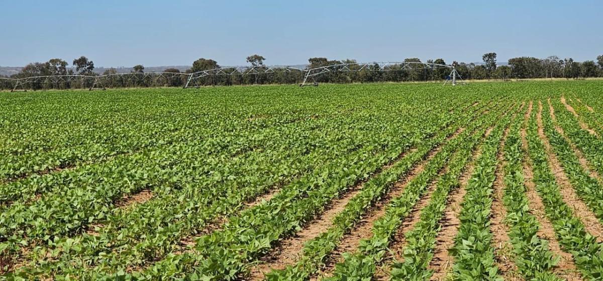 Fazenda, Centro, 0 Quarto, 0 Vaga