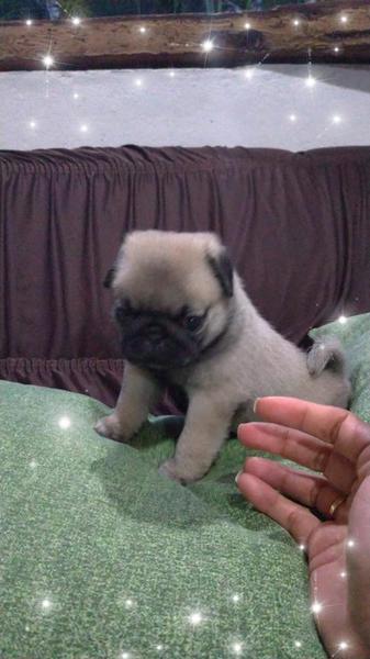 Fihlote de Pug