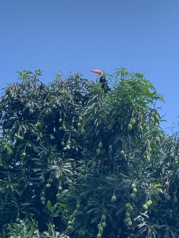 Casa, Cinquentenário, 2 Quartos, 8 Vagas