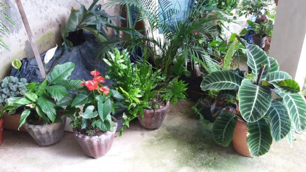 Casa, Morro São Francisco, 3 Quartos, 2 Vagas