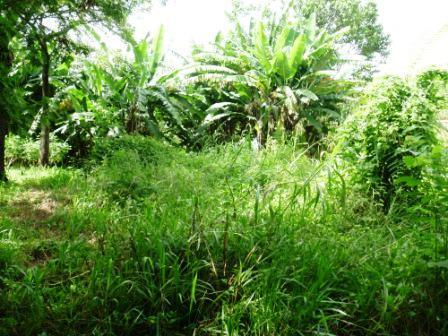 Lote, Bandeirantes (pampulha)