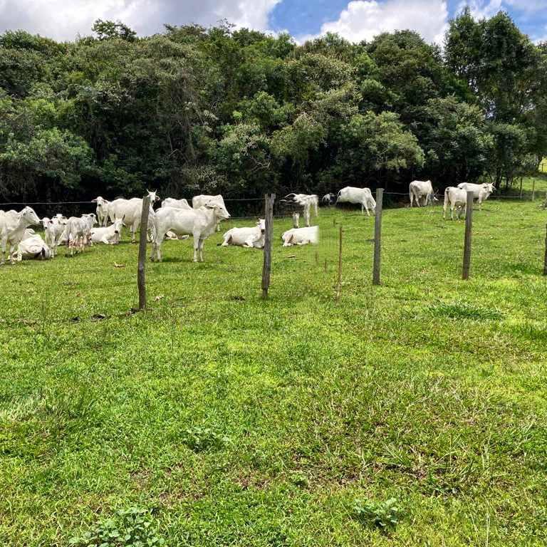 Fazenda, Centro, 4 Quartos, 10 Vagas, 1 Suíte