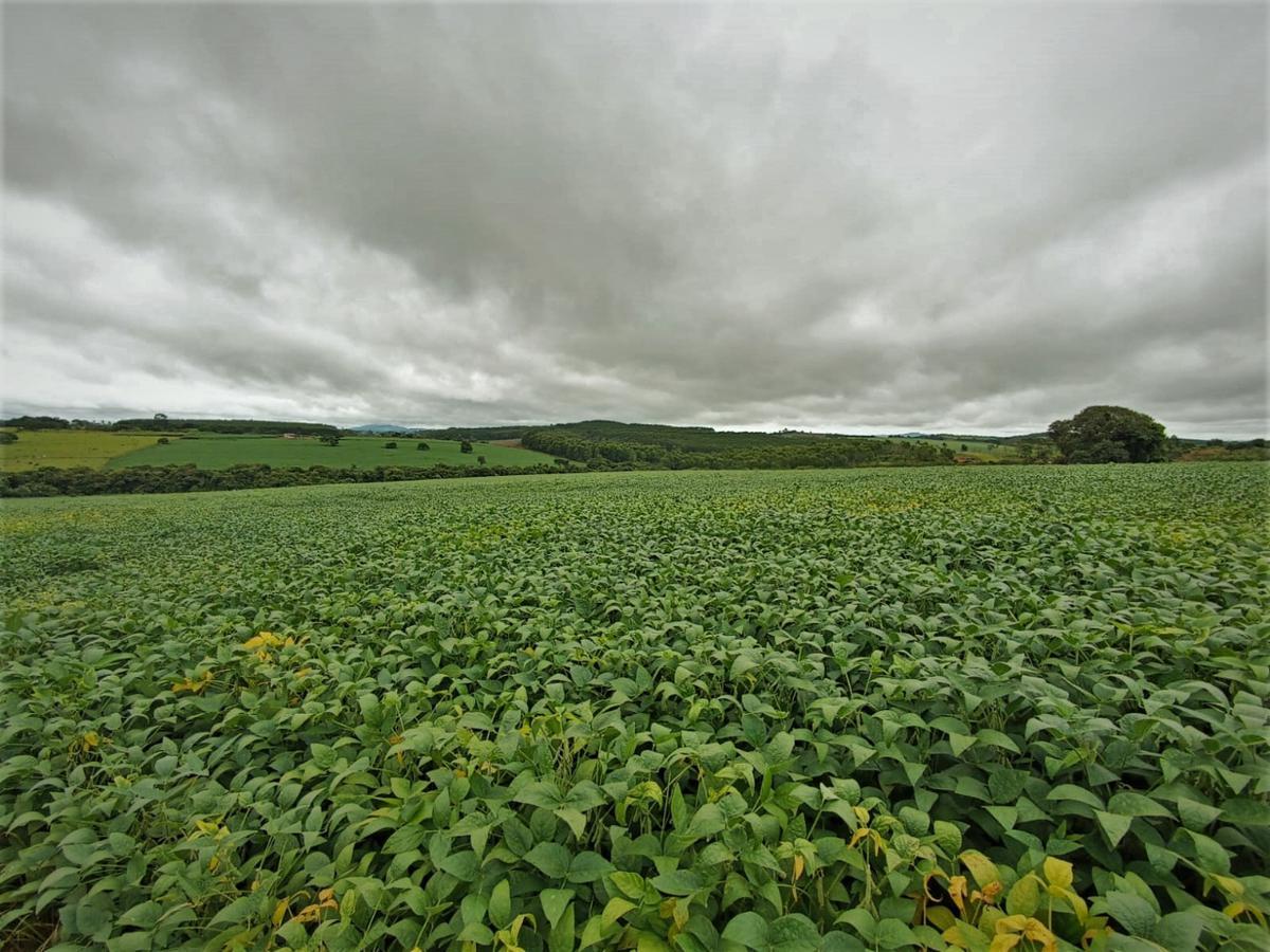Fazenda, Centro, 0 Quarto, 0 Vaga, 1 Suíte