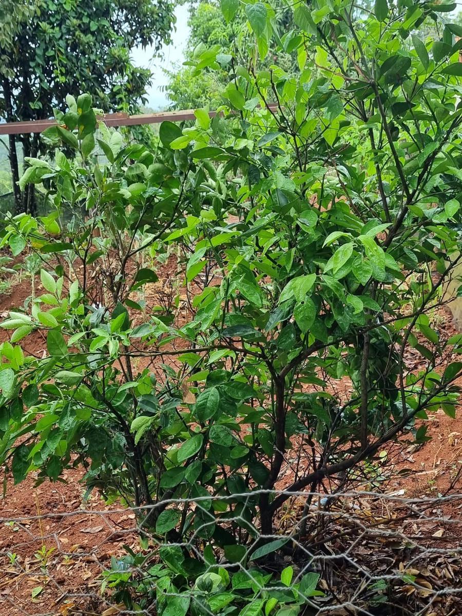 Fazenda, São José, 2 Quartos, 0 Vaga, 2 Suítes