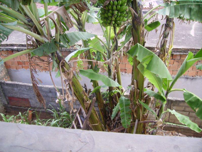 Casa, Jardim Guanabara, 4 Quartos, 4 Vagas, 1 Suíte