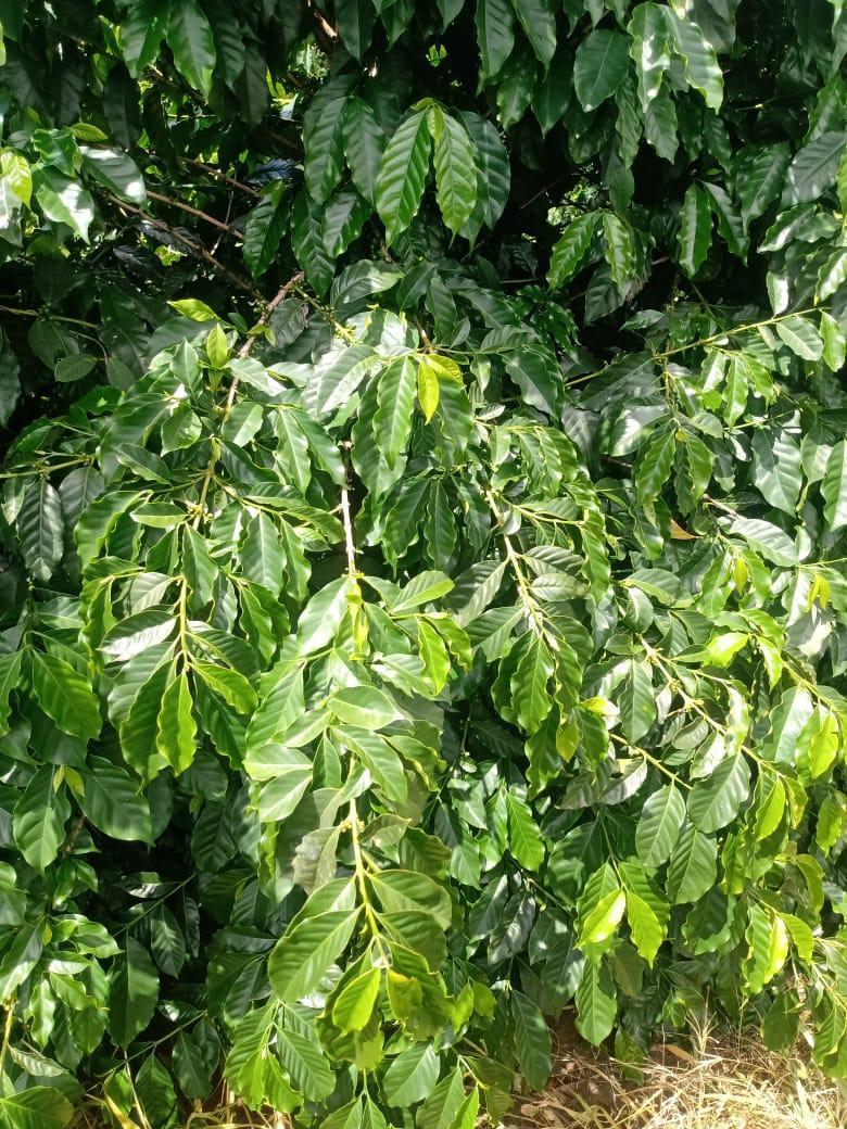 Fazenda, Zona Rural, 0 Quarto, 0 Vaga