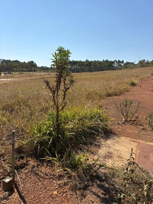 Lote, Alphaville - Lagoa dos Ingleses, 0 Quarto, 0 Vaga