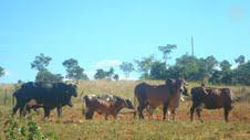 Lote, Centro, 0 Quarto, 0 Vaga
