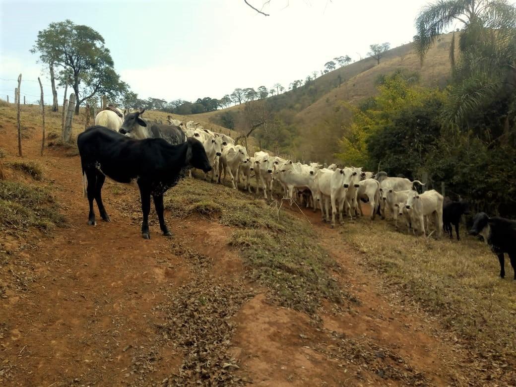 Fazenda, Centro, 1 Quarto, 1 Vaga, 1 Suíte