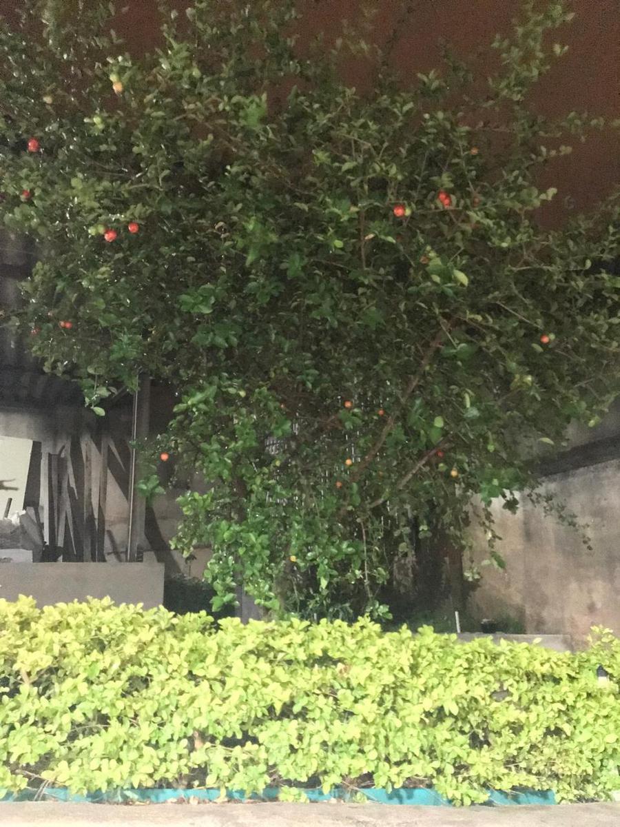 Casa, Sagrada Família, 3 Quartos, 2 Vagas