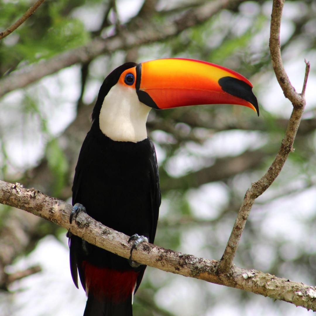 Fazenda, Centro, 5 Quartos, 10 Vagas, 1 Suíte