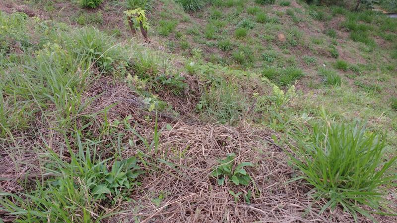 Lote, Novo Santa Cecília (barreiro), 0 Quarto, 10 Vagas