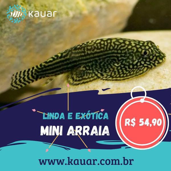 Os Peixes Mais Felizes e Saudáveis Para Seu Aquário Você Encontra Na Kauar!