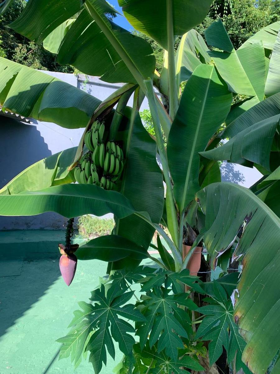 Casa, Solimões, 5 Quartos, 3 Vagas, 1 Suíte