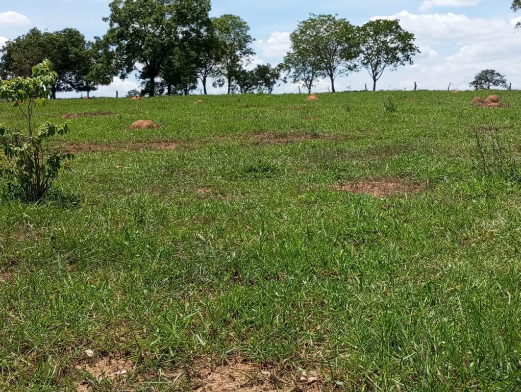 Fazenda, Centro, 0 Quarto, 0 Vaga