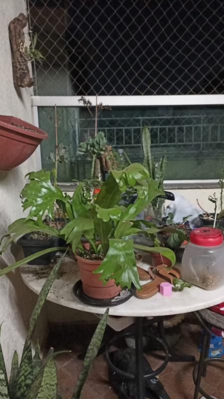 Cobertura, Riacho das Pedras, 3 Quartos, 1 Vaga, 1 Suíte