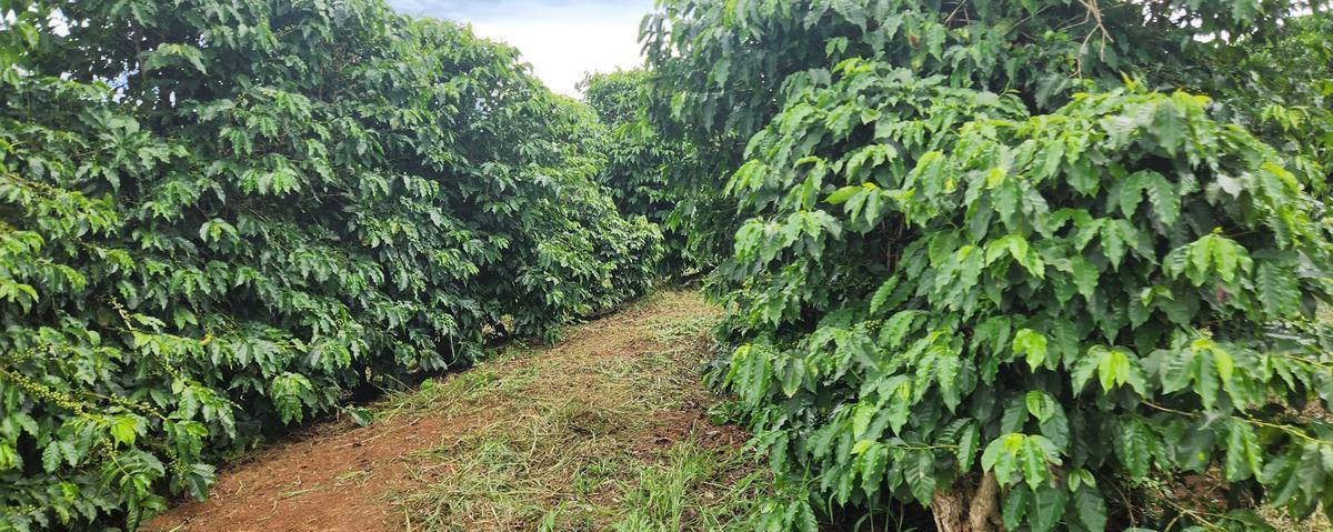 Fazenda, Zona Rural, 3 Quartos, 2 Vagas, 1 Suíte
