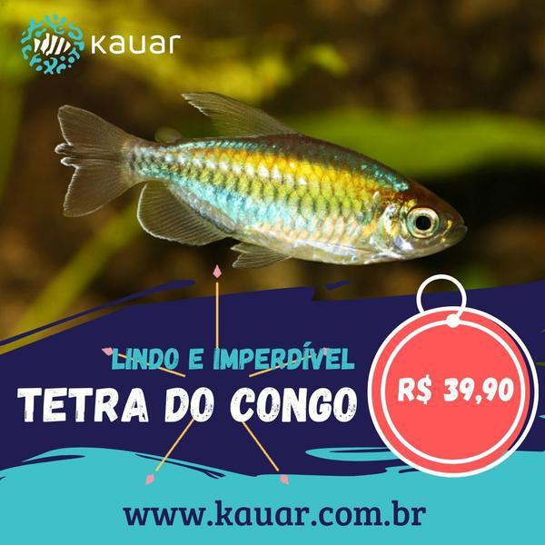 Os Peixes Mais Felizes e Saudáveis Para Seu Aquário Você Encontra Na Kauar!