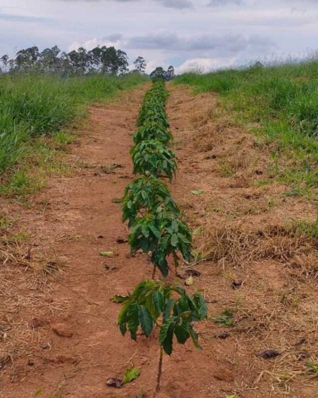 Fazenda, Zona Rural, 0 Quarto, 0 Vaga