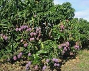 Fazenda, Centro, 3 Quartos, 0 Vaga