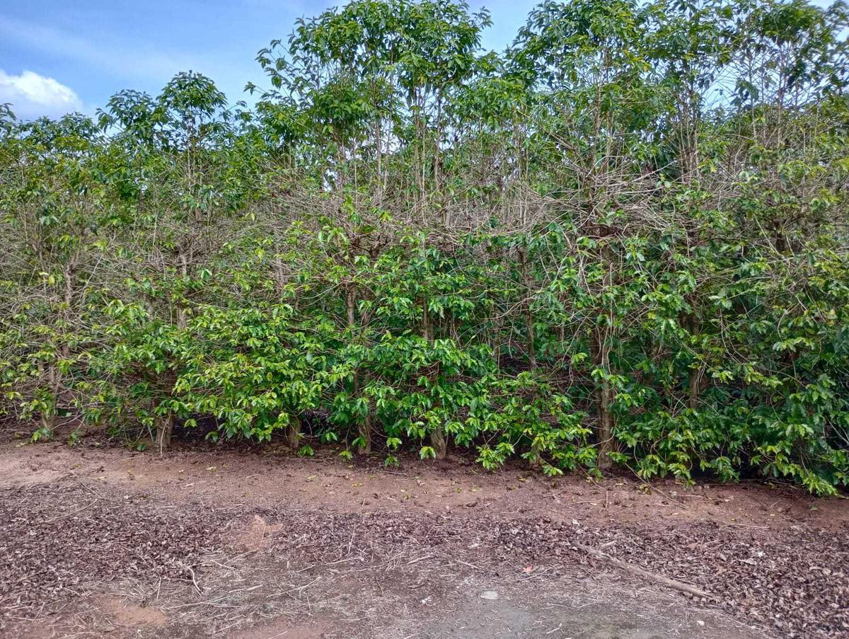 Fazenda, Zona Rural, 1 Quarto, 0 Vaga