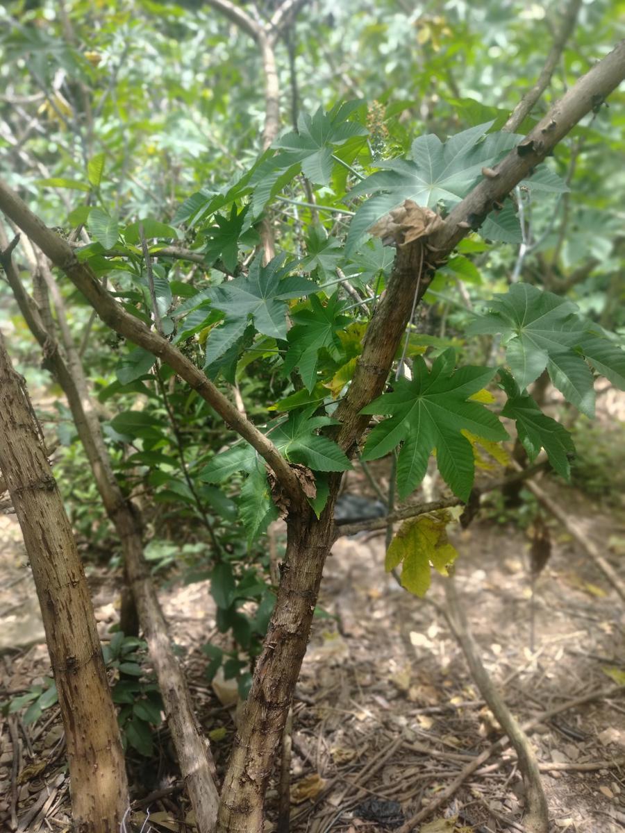 Lote, Colonial, 0 Quarto, 0 Vaga