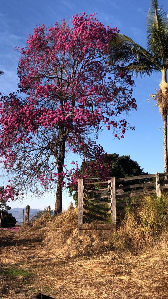 Fazenda, Centro, 3 Quartos, 1 Vaga