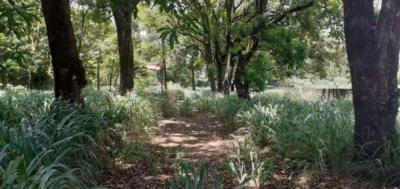 Lote, Centro, 0 Quarto, 0 Vaga