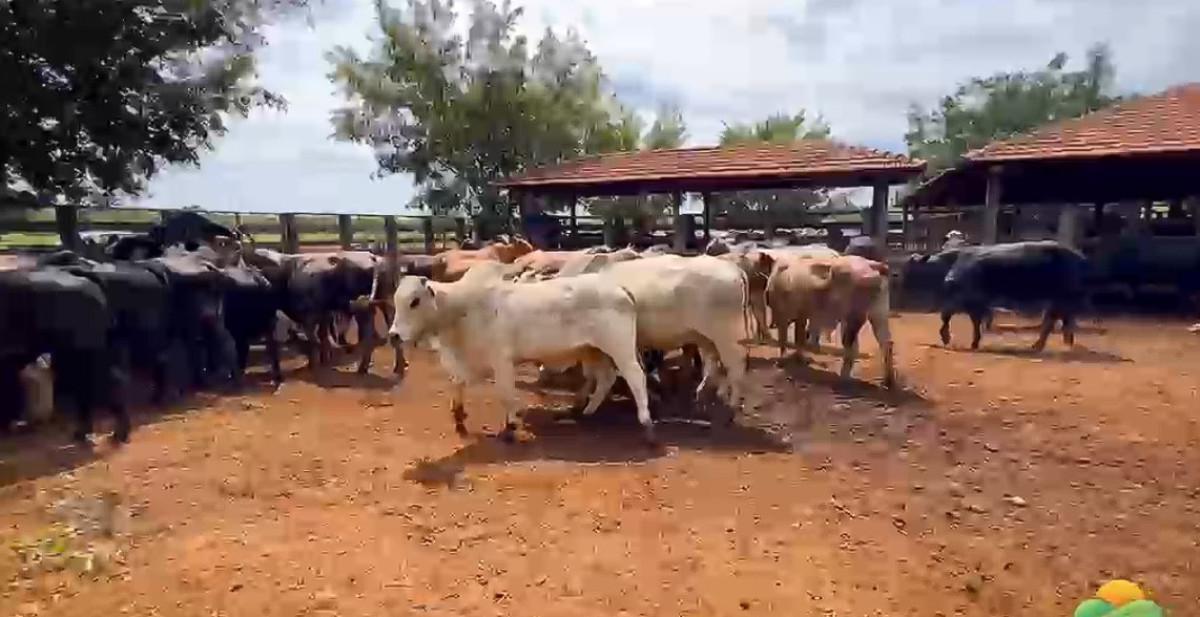 Fazenda, Zona Rural, 0 Quarto, 0 Vaga