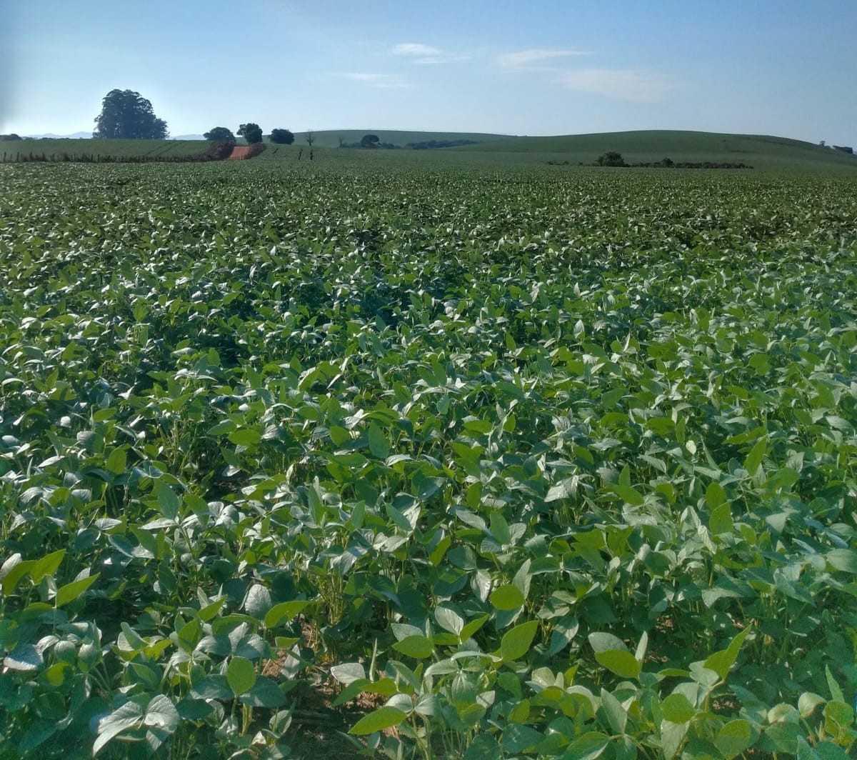 Fazenda, Centro, 0 Quarto, 0 Vaga