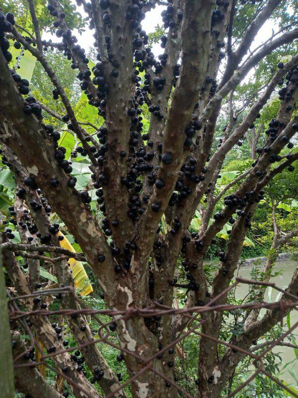 Fazenda, Jardim Rosario, 4 Quartos, 20 Vagas, 1 Suíte