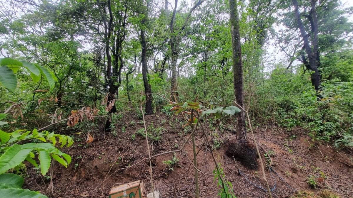 Fazenda, Centro, 0 Quarto, 0 Vaga