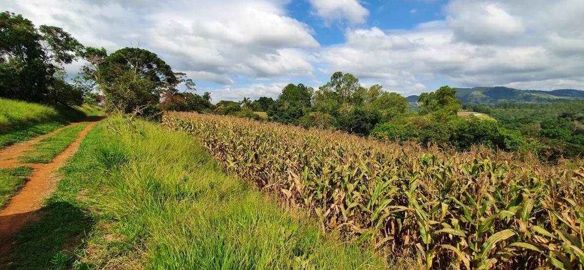 Lote, Centro, 4 Quartos, 2 Vagas
