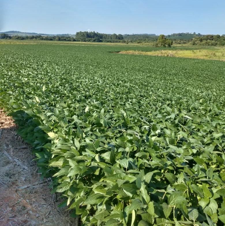 Fazenda, Centro, 0 Quarto, 0 Vaga